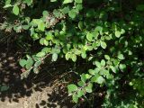 Cotoneaster melanocarpus