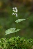 Maianthemum bifolium. Цветущее растение. Бурятия, Байкальский заповедник, нижняя часть северного склона хр. Хамар-Дабан, водораздел рек Осиновка и Ушаковка, темнохвойная тайга. 29.06.2014.