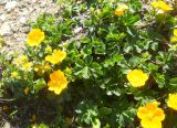 Potentilla crantzii