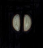 Ligustrum vulgare. Косточка (продольный разрез). Курская обл., г. Железногорск, в посадке. 7 января 2010 г.