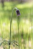 Pulsatilla pratensis. Верхушка побега с цветком. Ленинградская обл., Лужский р-н, окр. дер. Сяберо, опушка соснового леса после пожара. 30.05.2015.