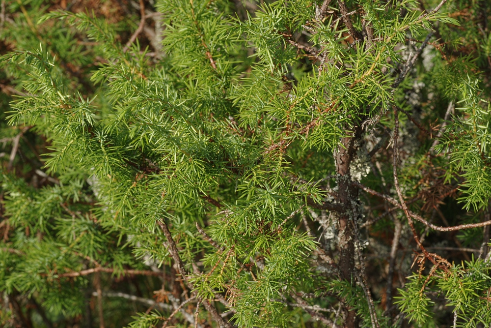 Изображение особи Juniperus communis.