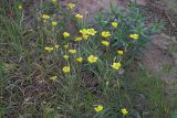 Ranunculus illyricus