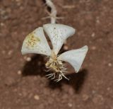 Moluccella laevis