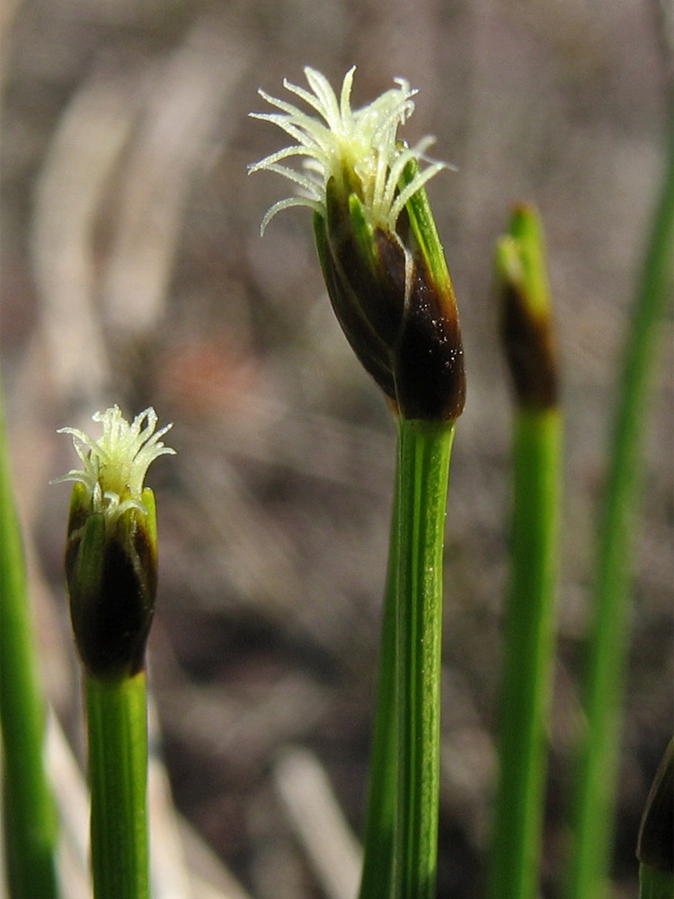 Изображение особи Trichophorum cespitosum ssp. germanicum.