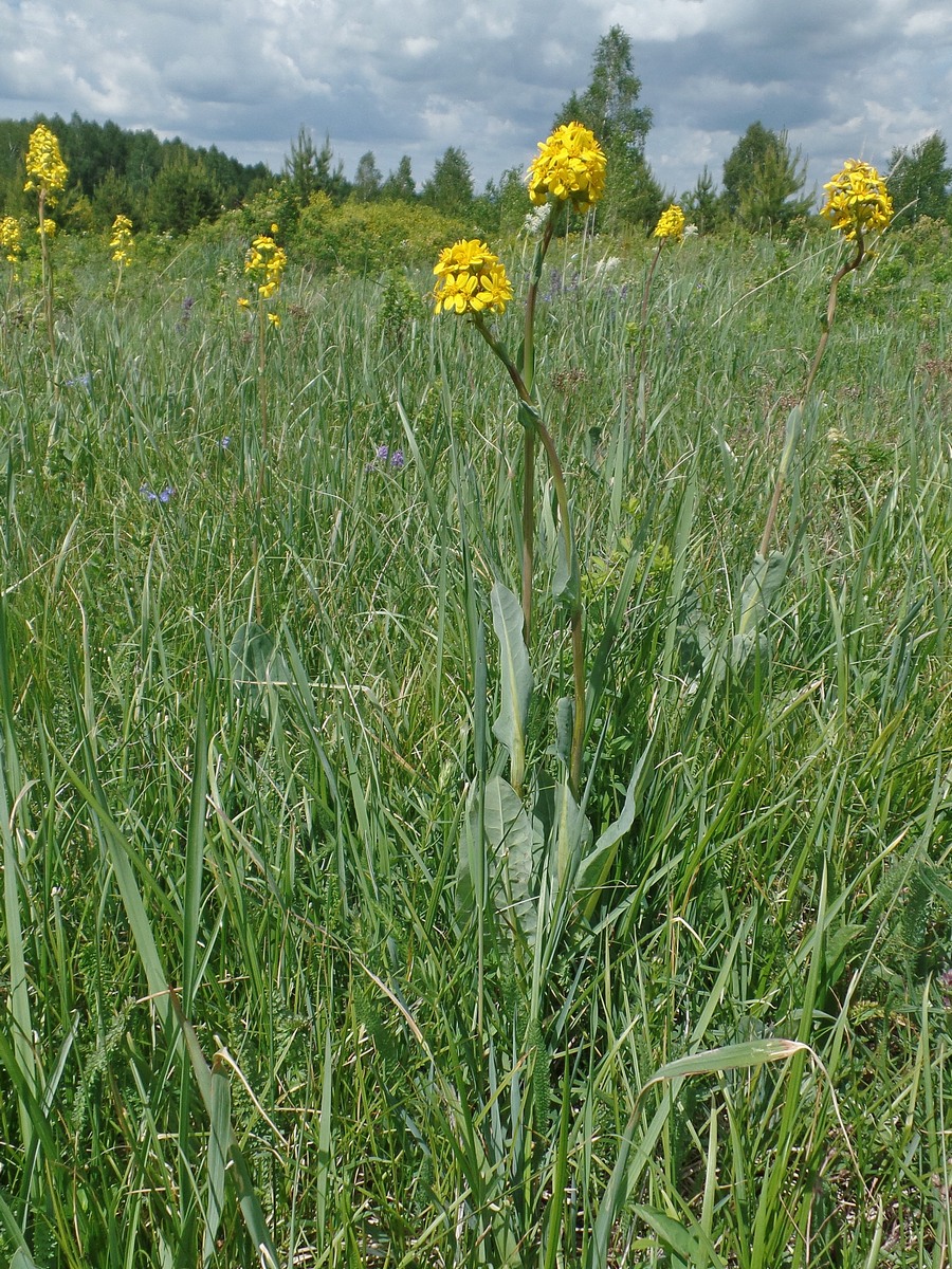 Изображение особи Ligularia altaica.