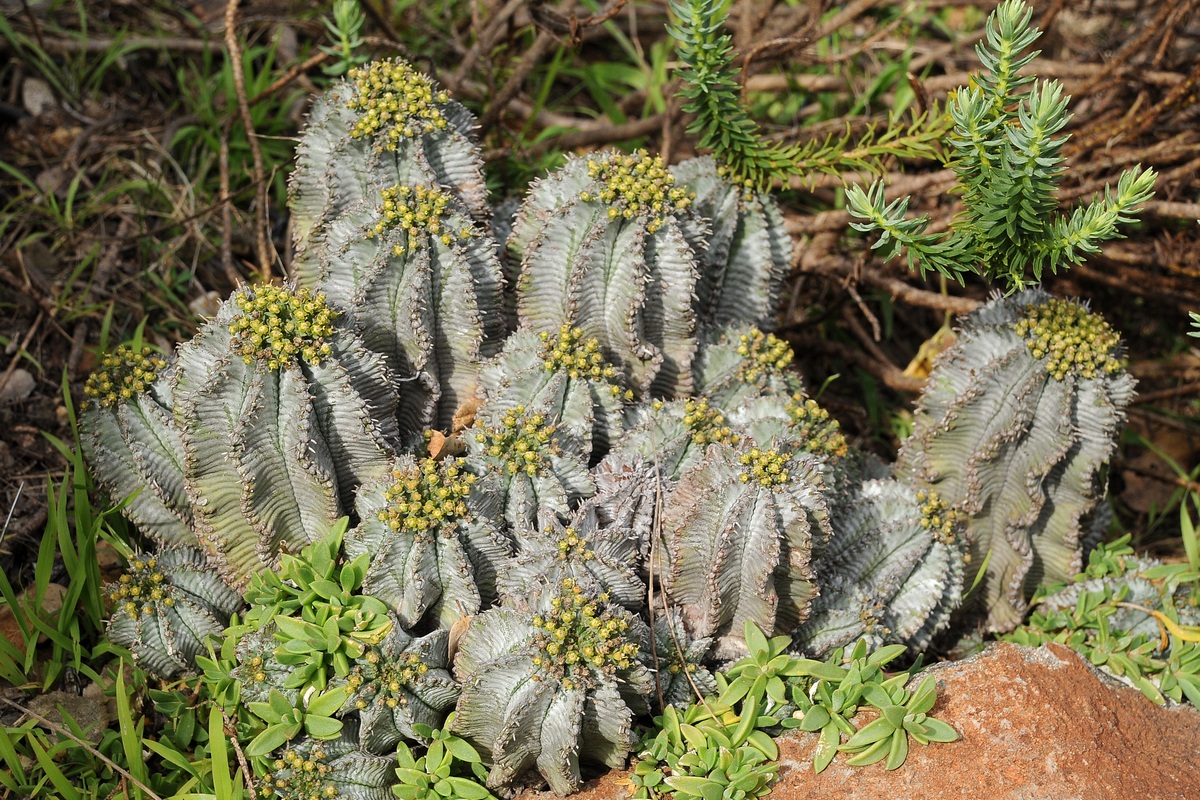 Изображение особи Euphorbia horrida.