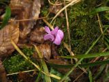 Cyclamen coum