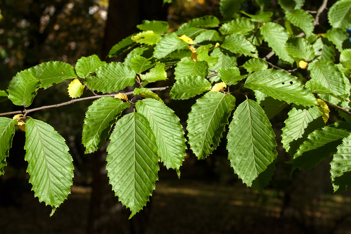 Изображение особи Carpinus betulus.