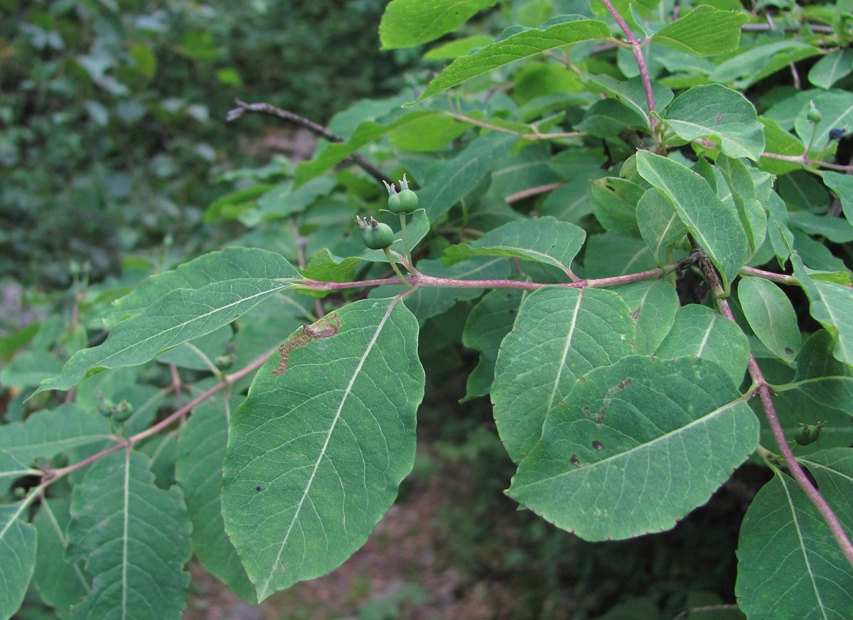 Изображение особи Lonicera orientalis.