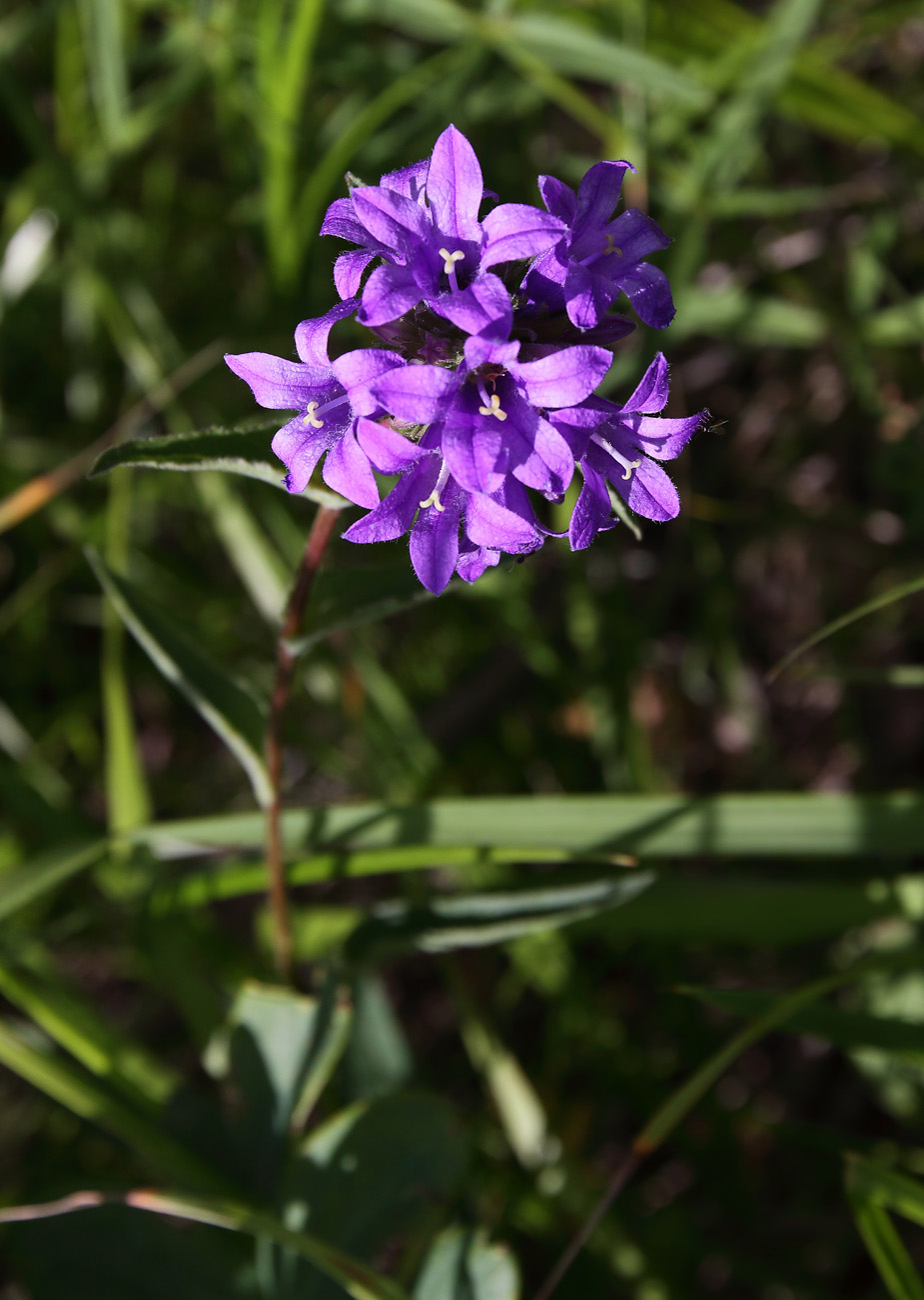 Изображение особи Campanula glomerata.