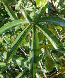 Passiflora caerulea. Лист. Крым, городской округ Ялта, пгт Кореиз, живая изгородь. Июль 2017 г.