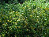 Bidens cernua var. radiata