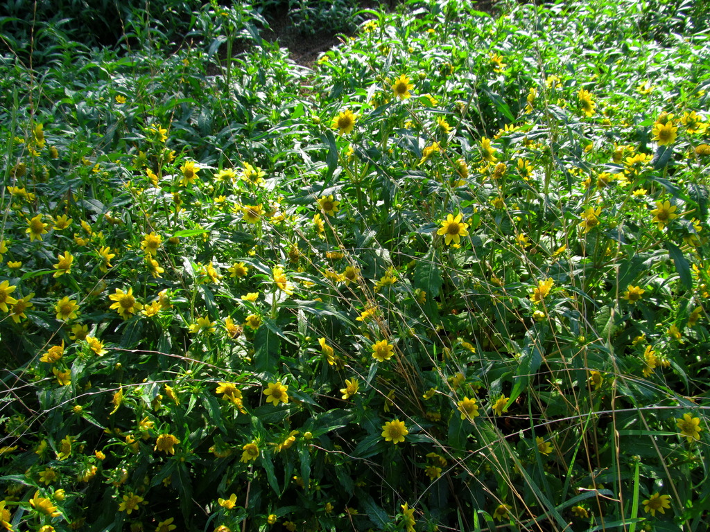 Изображение особи Bidens cernua var. radiata.