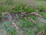 род Persicaria