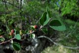 Cotoneaster integerrimus