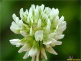 Trifolium repens. Соцветие. Украина, Ивано-Франковская обл., Болеховский горсовет, Поляницкий сельсовет, Поляницкий региональный ландшафтный парк, урочище Князьке, опушка букового леса. 11.06.2018.