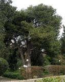 Pinus eldarica. Взрослое дерево. Азербайджан. Мардакян, дендрарий. 09.04.2010.