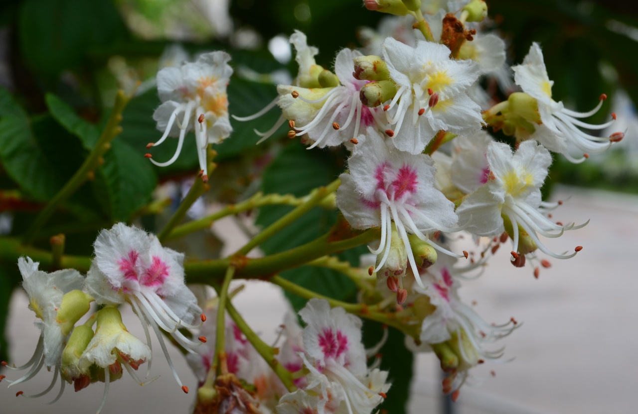 Изображение особи Aesculus hippocastanum.