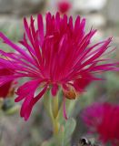 Lampranthus falcatus