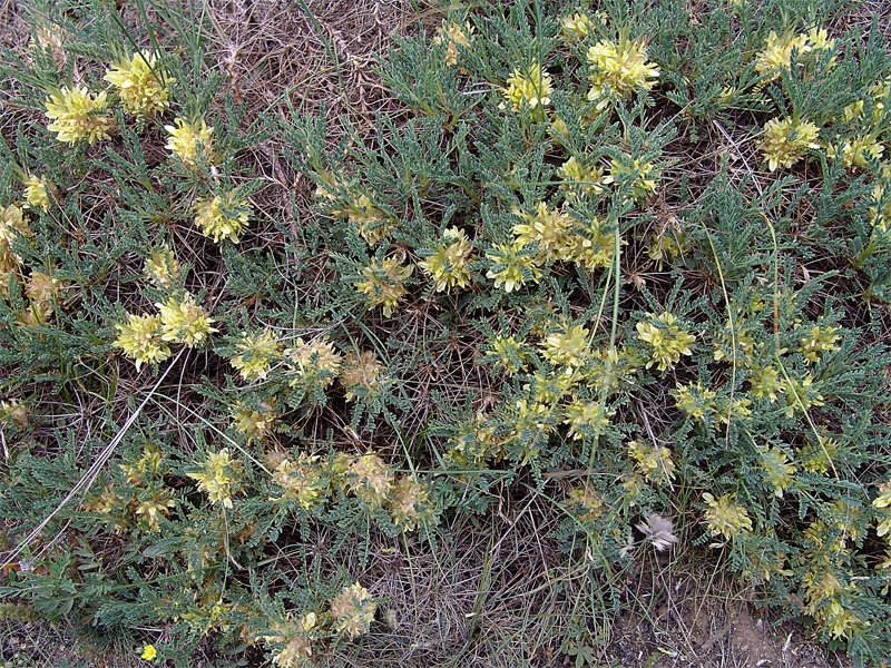 Изображение особи Astragalus aureus.