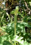 Heracleum sibiricum