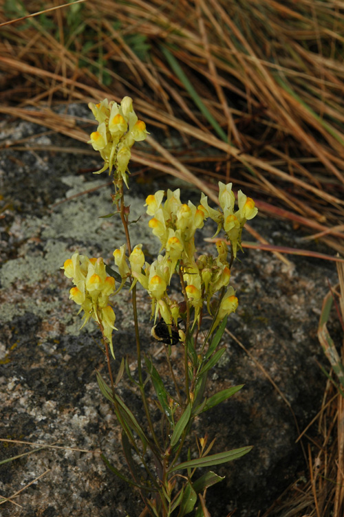 Изображение особи Linaria vulgaris.