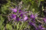 Dianthus superbus