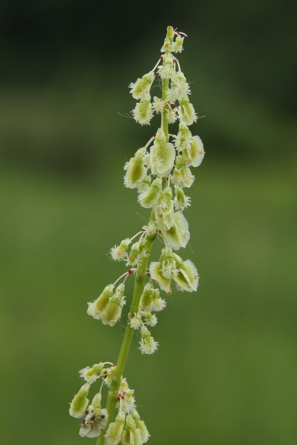 Изображение особи Rumex acetosa.