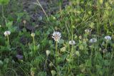 Trifolium repens. Цветущие растения. Калужская обл., Боровский р-н, окр. дер. Чёлохово, край сенокосного луга на старой залежи, около лесополосы. 8 июня 2020 г.