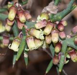 Colletia spinosissima