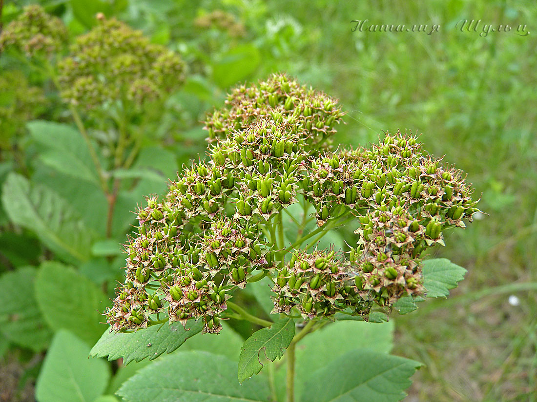 Изображение особи Spiraea betulifolia.