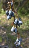 Berberis sphaerocarpa. Плоды. Юго-восточный Казахстан, долина р. Шарын, 20 августа 2007 г.