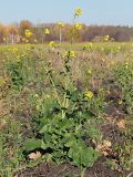 Brassica campestris. Цветущее и плодоносящее растение. Ульяновская обл., Мелекесский р-н, окр. пос. Курлан, долина реки Бол. Черемшан, поле после уборки урожая. 16.10.2021.