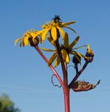 Ligularia dentata. Верхушка побега с соцветиями и кормящимся шмелём. Пермский край, пос. Юго-Камский, частное подворье. 7 августа 2021 г.