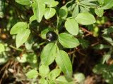 Vaccinium myrtillus