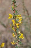 Caragana spinosa. Веточка цветущего растения. Алтай, Кош-Агачский р-н, 3 км СВ с. Кокоря, остепнённая терраса. 24 июня 2022 г.