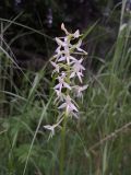 Platanthera bifolia. Соцветие. Карелия, Прионежский р-н, окр. оз. Лососинское, опушка смешанного леса. 01.07.2023.