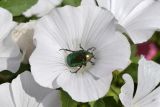 Malva trimestris. Цветок (белоцветковая форма) с жуком Cetonia aurata. Узбекистан, Ташкентская обл., Чаткальский хр., кишлак Эрташ, в культуре. 10.07.2023.