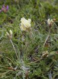 Oxytropis campestris