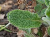 Stachys byzantina