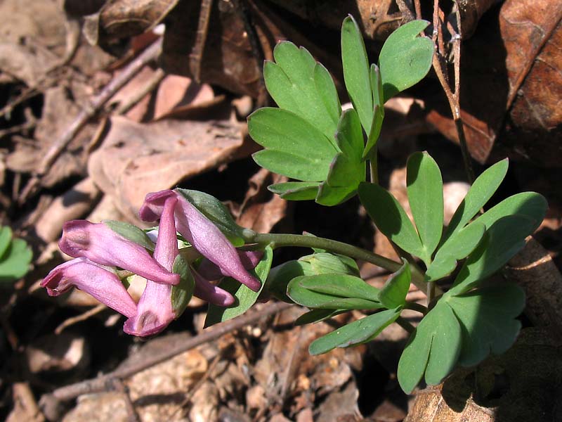 Изображение особи Corydalis intermedia.