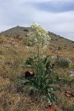 Stubendorffia orientalis. Цветущее растение. Южный Казахстан, хр. Боролдайтау, склон горы Нурбай. 26.05.2008.
