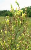 Linaria ruthenica. Соцветие. Украина, Донецкая обл., Артемовский р-н, окр. с. Дроновка. 4 августа 2011 г.