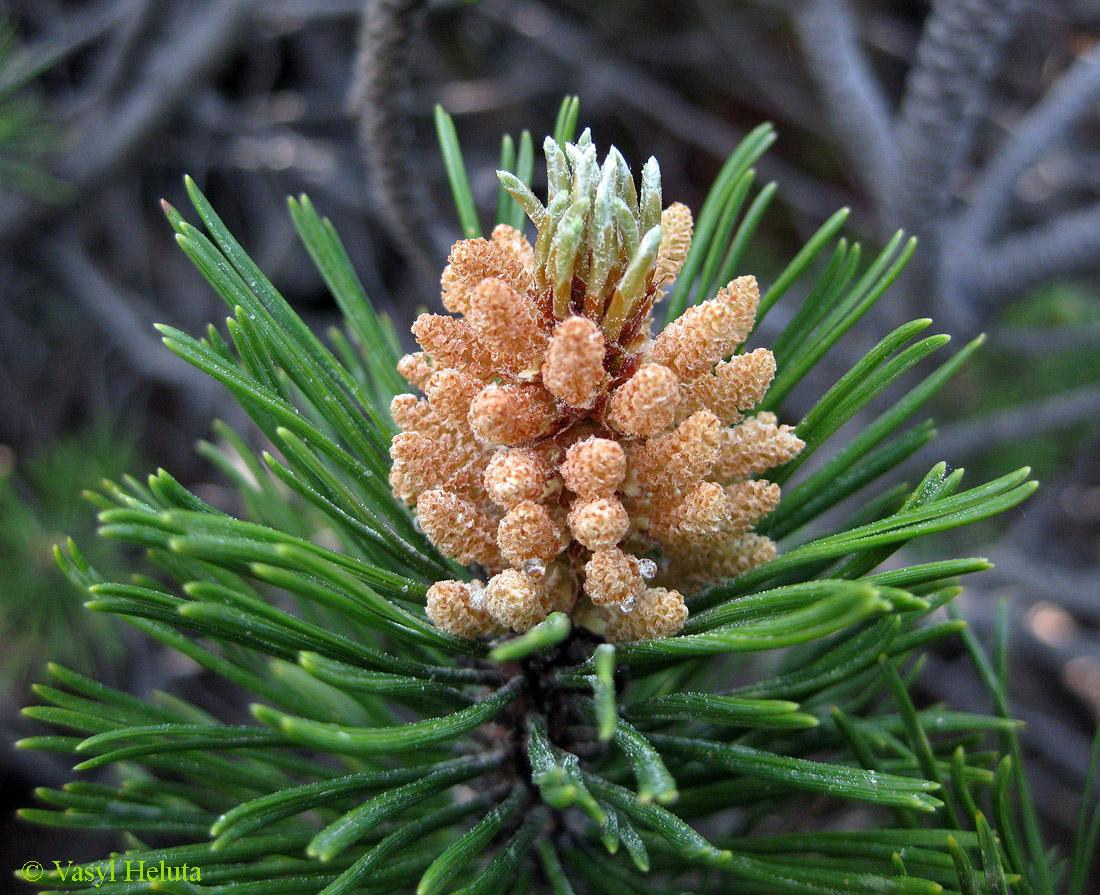 Изображение особи Pinus mugo.