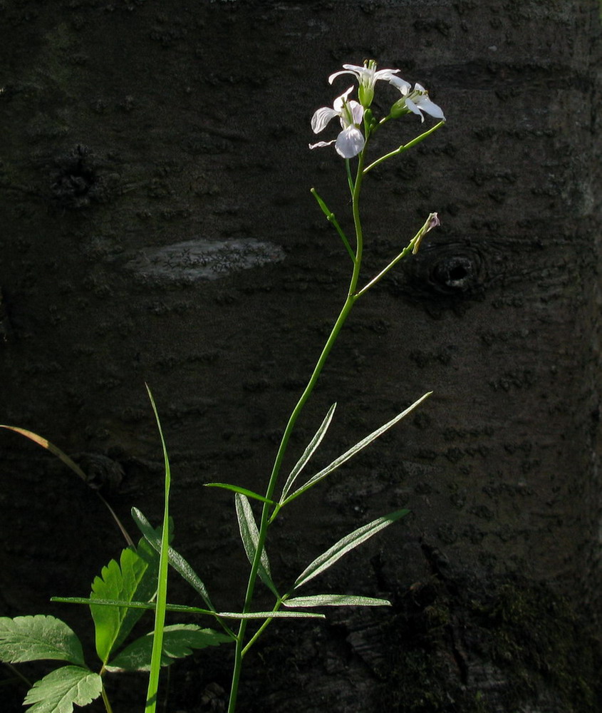 Изображение особи Cardamine trifida.