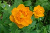 Trollius asiaticus