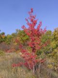 Pyrus pyraster. Молодое дерево с листьями в осенней окраске на опушке нагорного широколиственного леса. Саратовская обл., Саратовский р-н. 21 октября 2012 г.