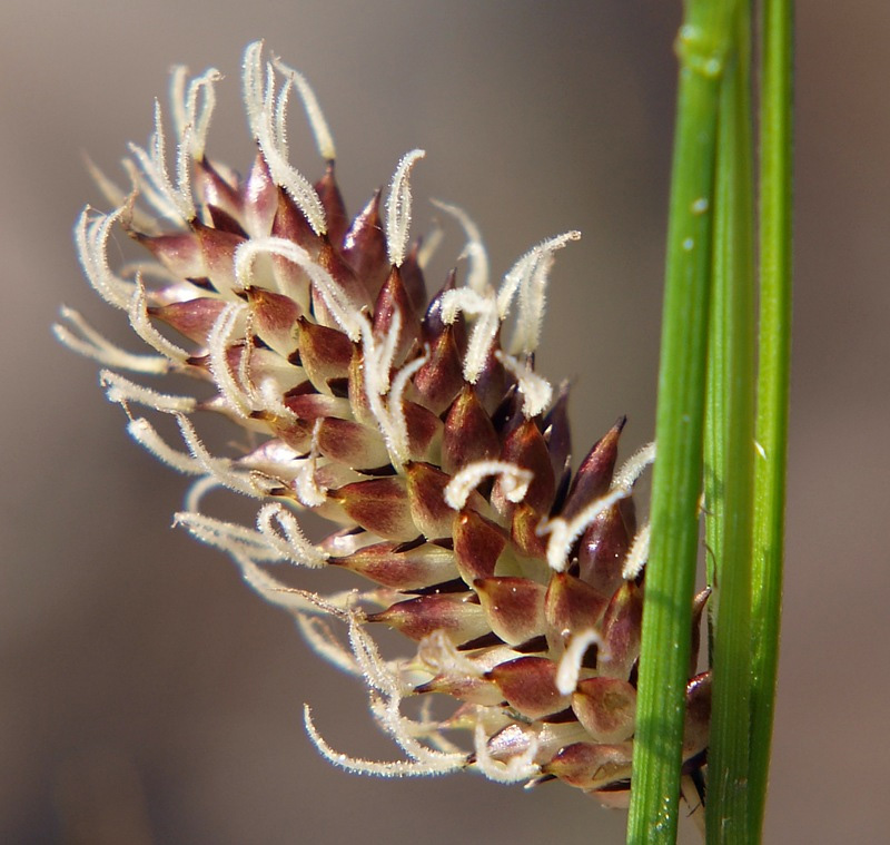 Изображение особи Carex saxatilis.