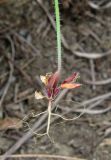Arabidopsis thaliana. Нижняя часть выкопанного растения. Крым, Карадагский заповедник, степной склон. 7 апреля 2013 г.